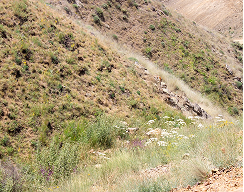 View of trail in Jackson Hole, Wyoming up a mountainside
