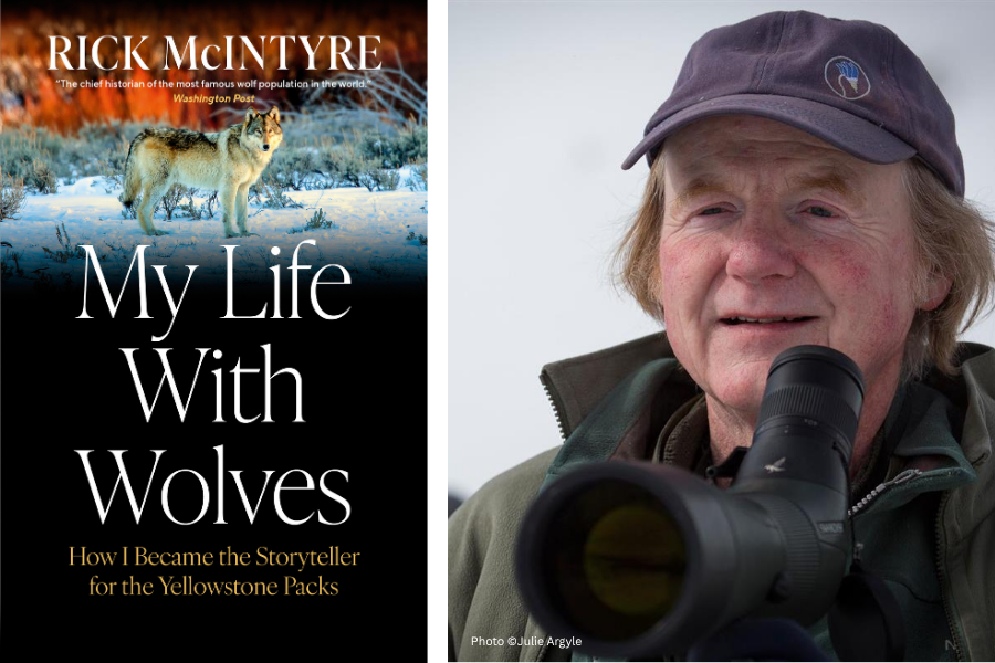 Rick McIntyre wearing baseball hat and jacket, looking off into the distance with camera in the foreground, with left panel showcasing his novel "My Life With Wolves"